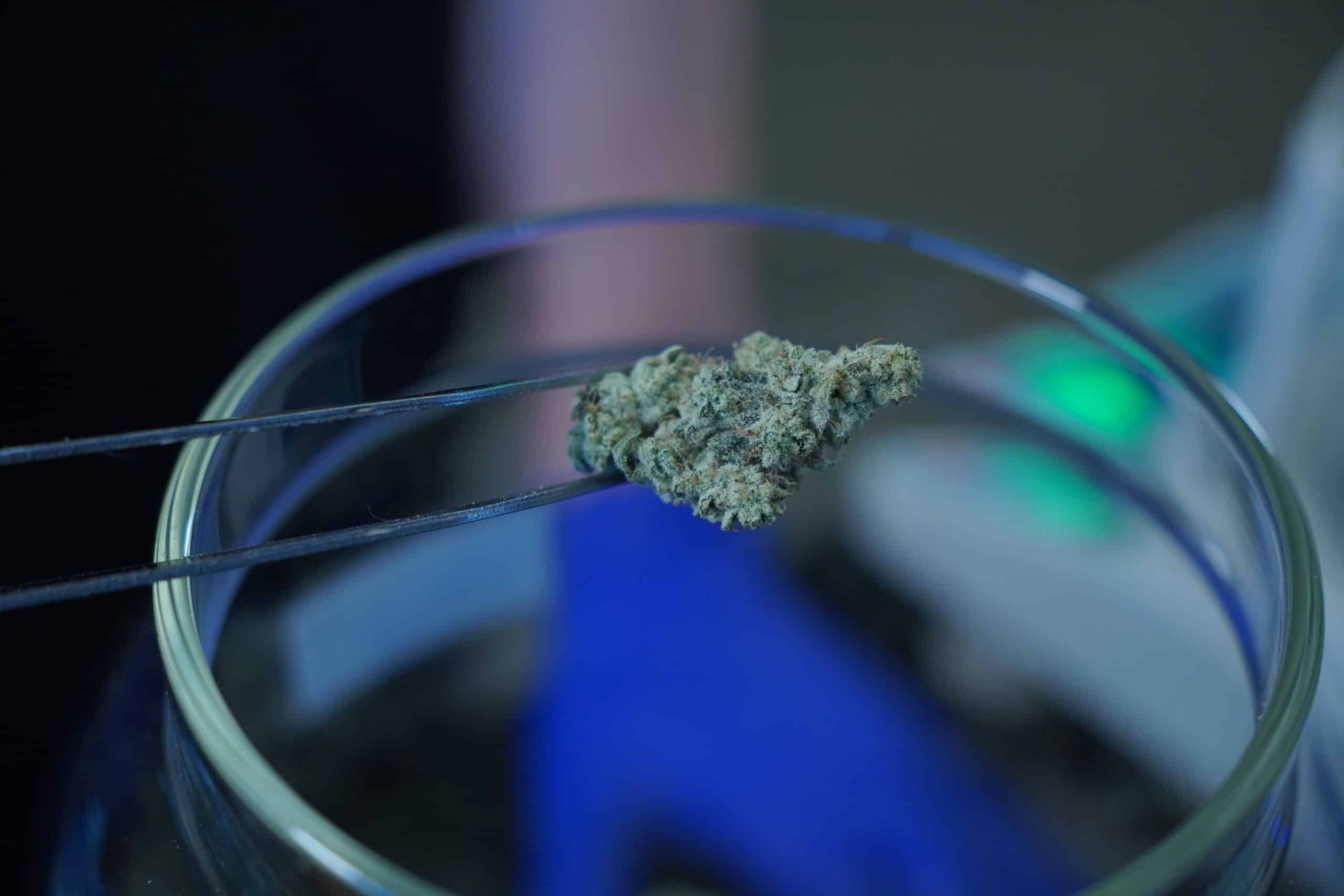 Close-up of cannabis being handled