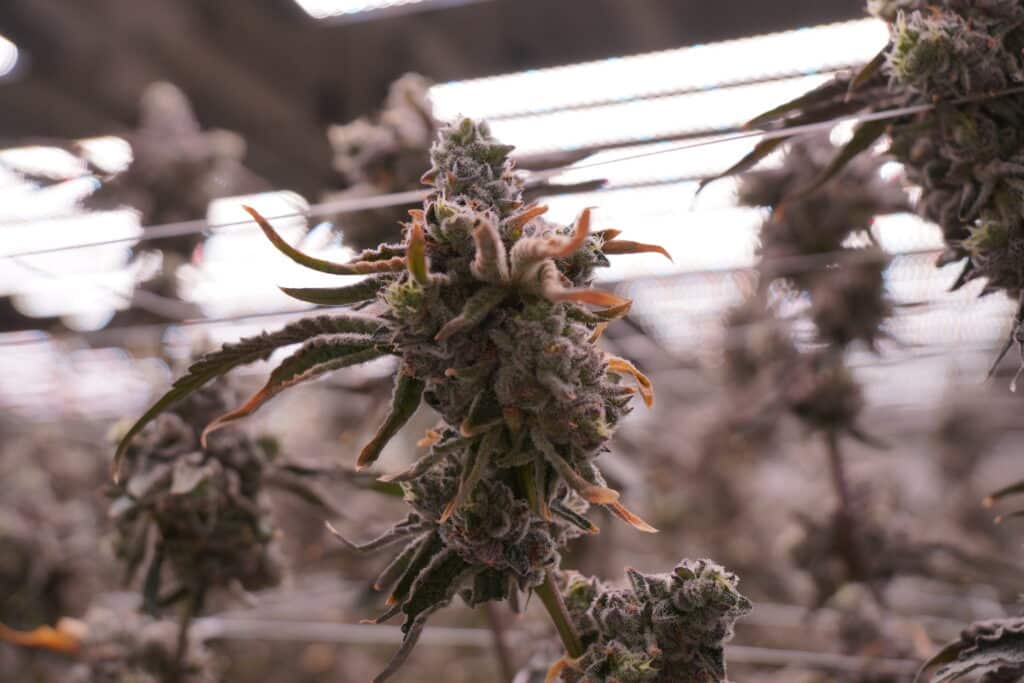 Close-up of cannabis plant buds